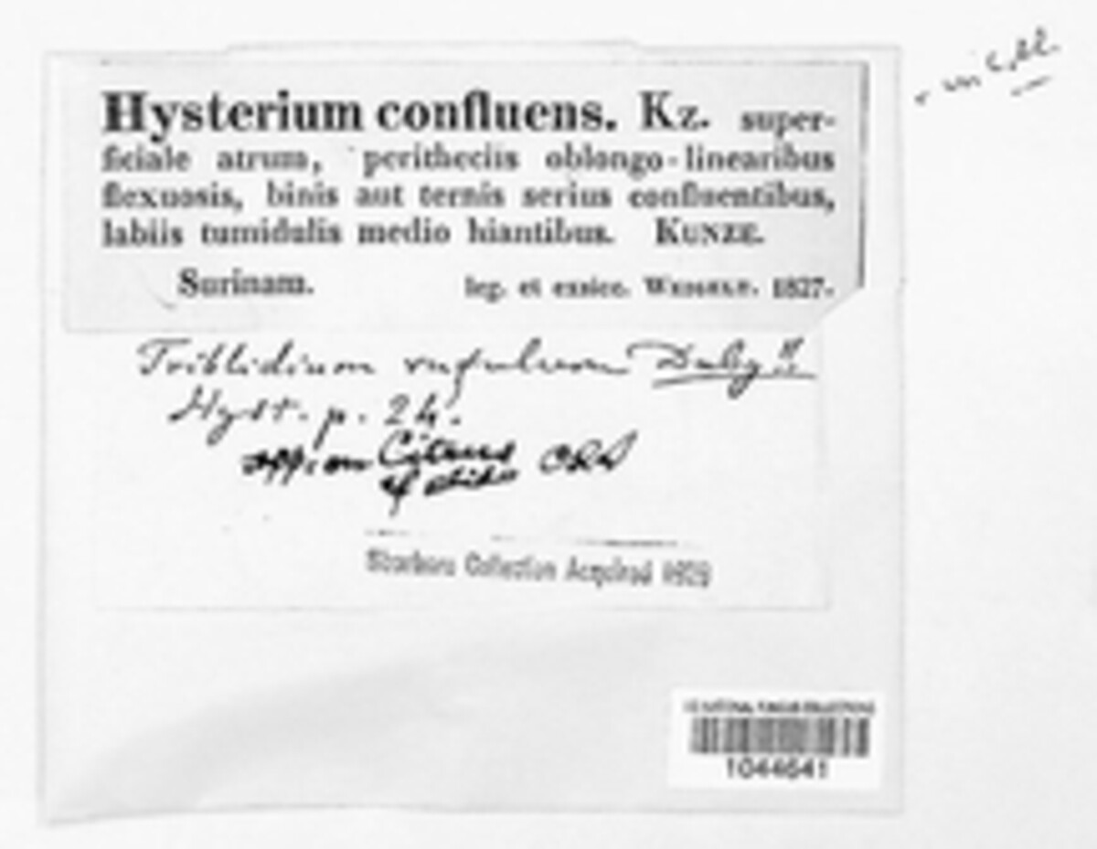 Hysterium confluens image